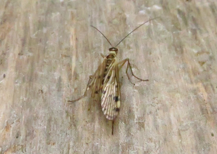 Panorpa alpina