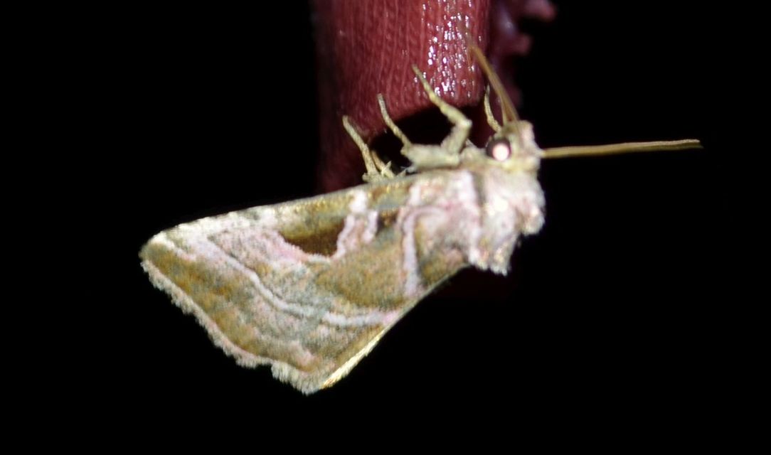 Eucarta virgo - mocsári ametisztbagoly