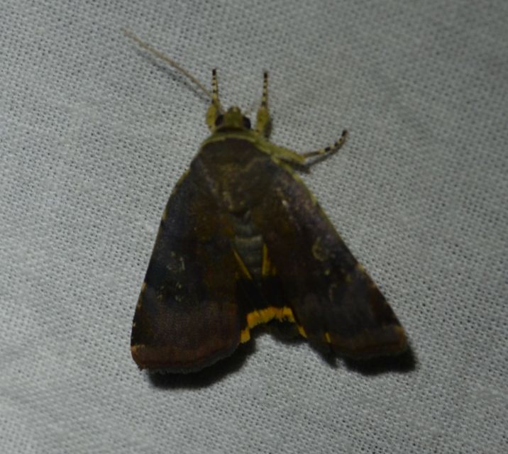 Noctua janthe/janthina