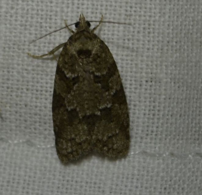 Cnephasia
