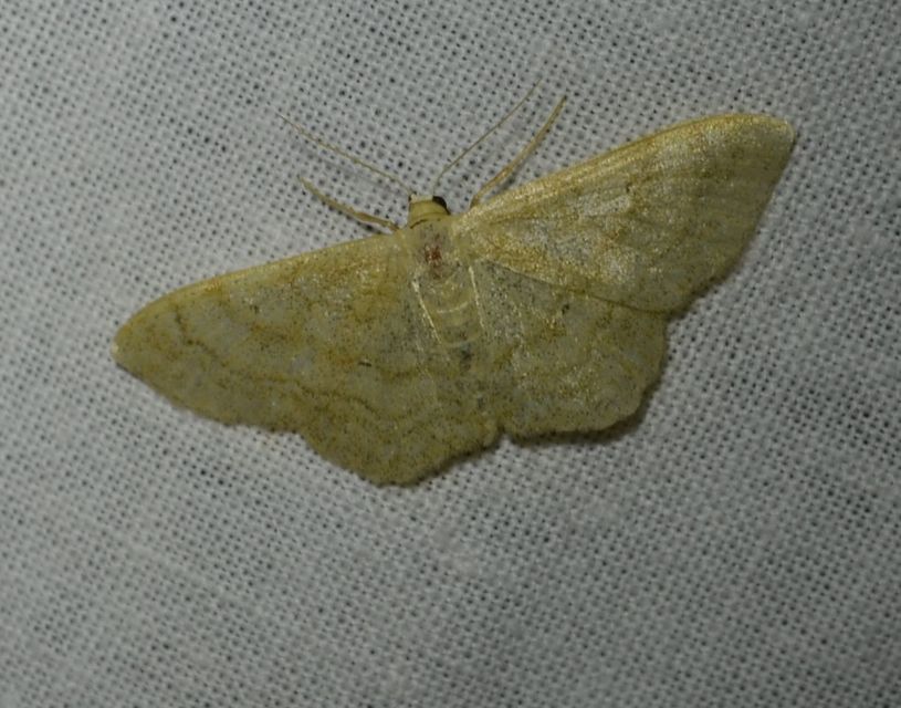 Idaea deversaria - egyszínű sávosaraszoló