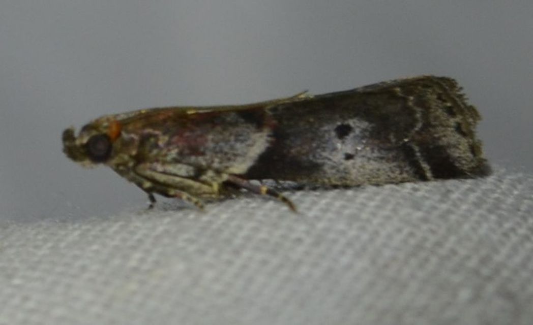 Acrobasis