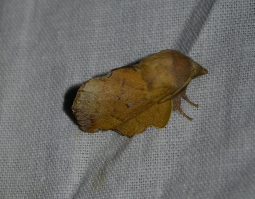 Phyllodesma tremulifolia - nyárlevélpohók