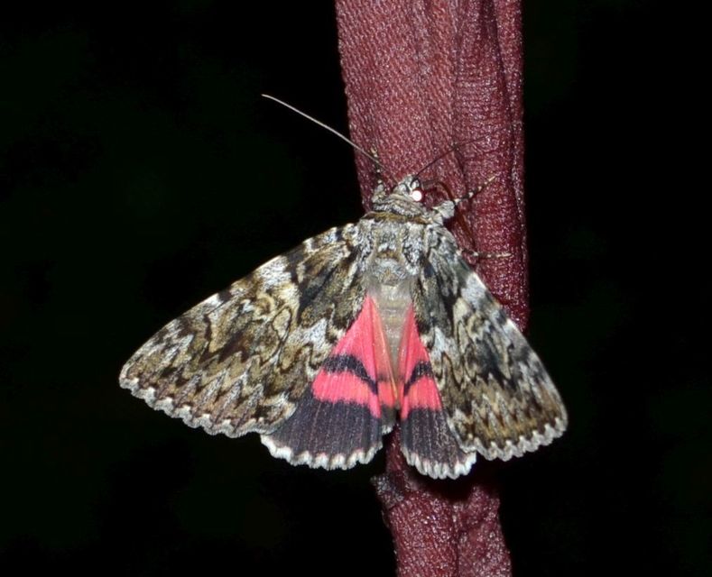 Catocala promissa - kis tölgyfa-övesbagoly
