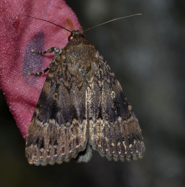 Amphipyra berbera/pyramidea