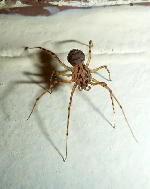 Scytodes thoracica - közönséges csupaszpók