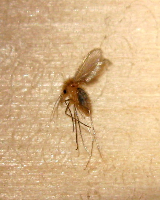 Psychodidae - lepkeszúnyogok