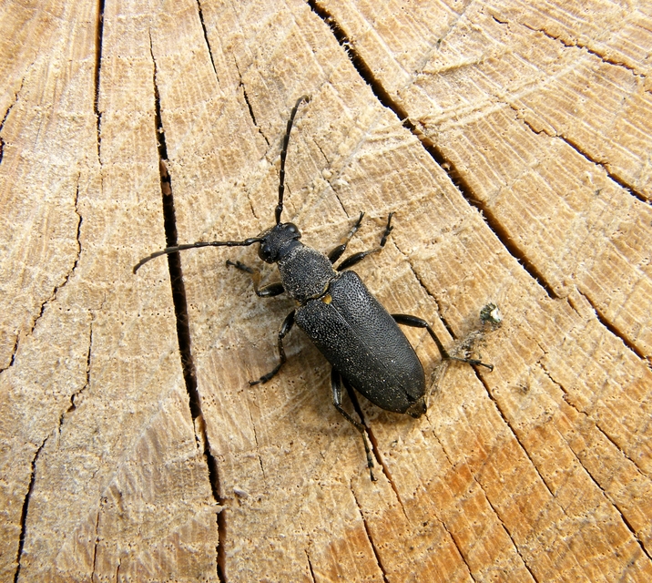 Stictoleptura scutellata - hegyi virágcincér