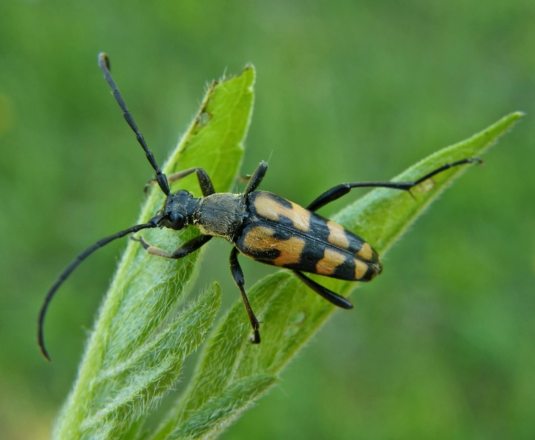 Leptura quadrifasciata - feketeszőrű szalagoscincér