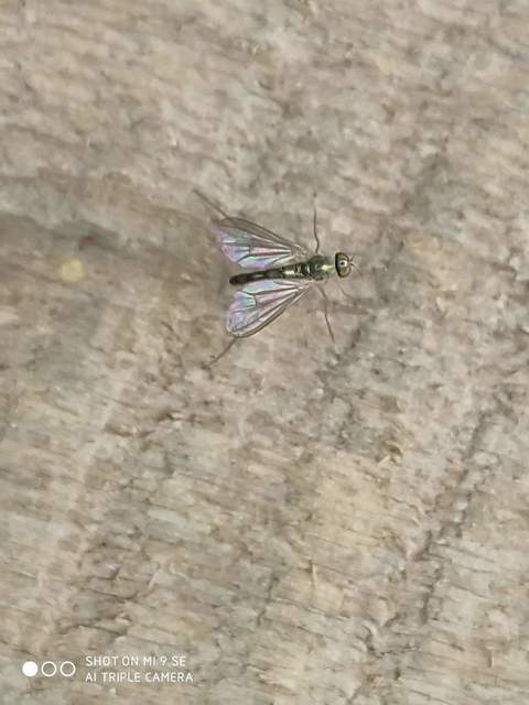 Dolichopodidae - szúnyoglábú legyek