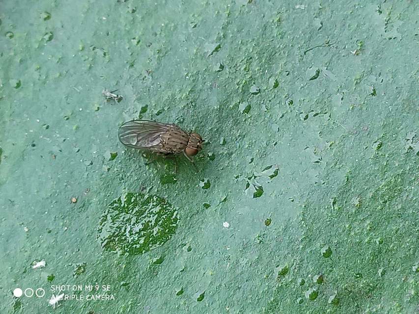 Notiphila
