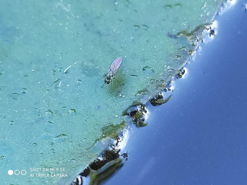 Dolichopodidae - szúnyoglábú legyek