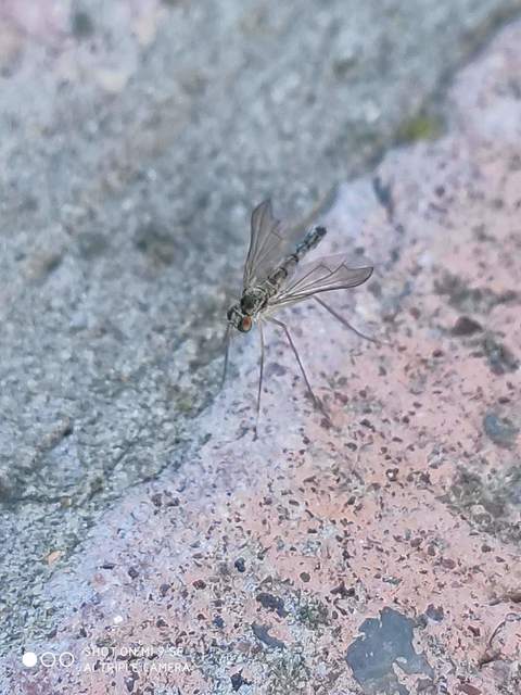 Sciapus