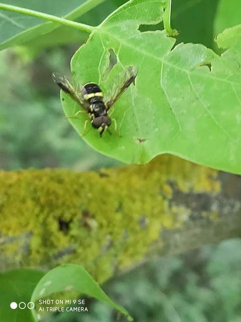 Chrysotoxum bicinctum - kétpántos öveslégy