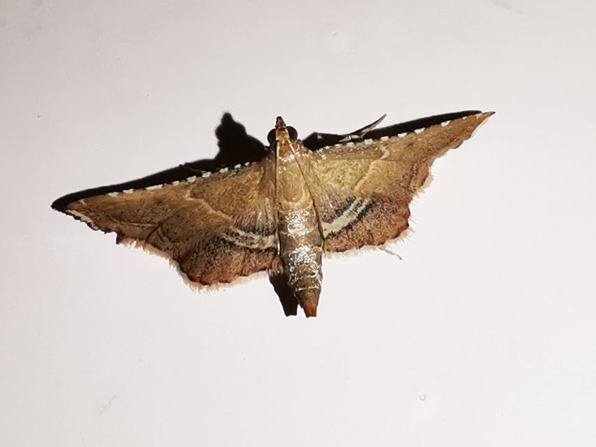 Endotricha flammealis - tüzesszárnyú fényilonca