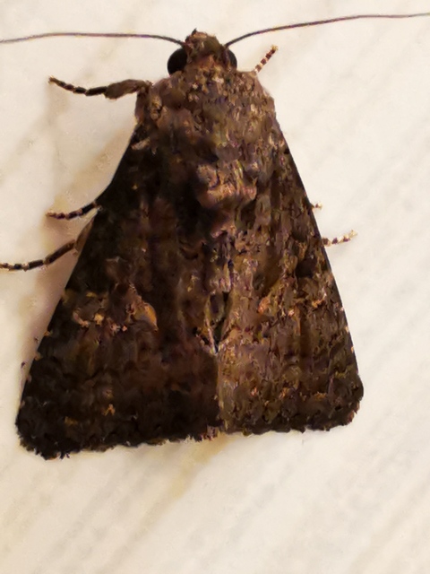 Anophia leucomelas - déli folyófűbagoly