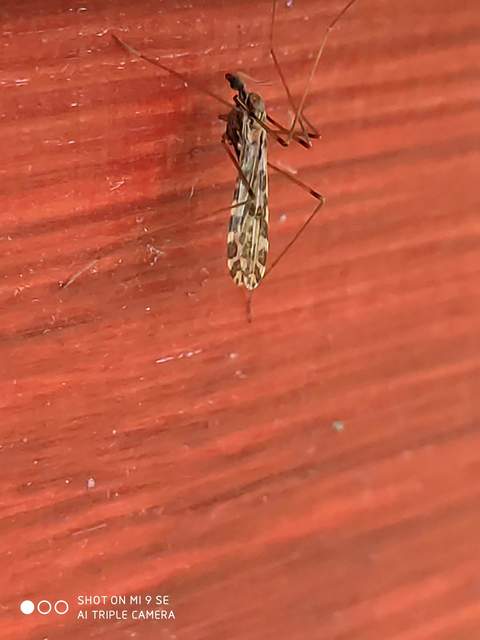 Ilisia maculata