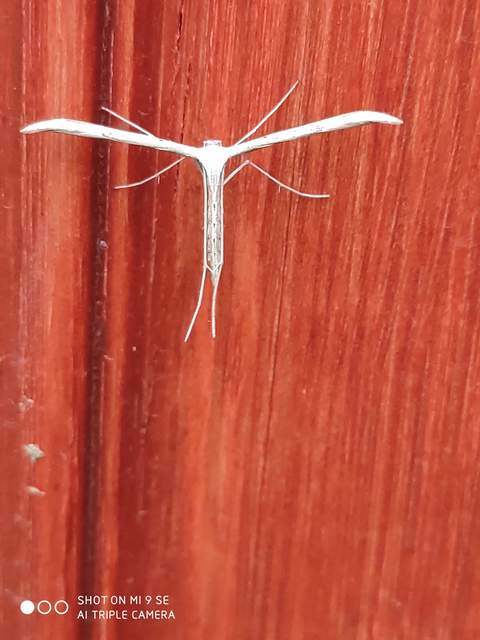 Emmelina monodactyla/argoteles