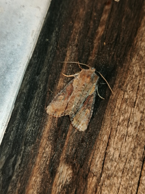 Lateroligia ophiogramma - harmatkása-dudvabagoly