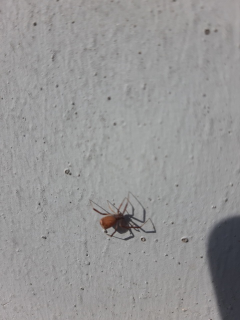 Episinus truncatus - csonka törpepók