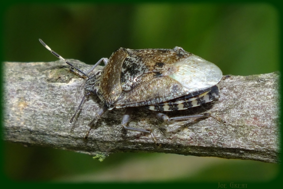 Rhaphigaster nebulosa - bencepoloska