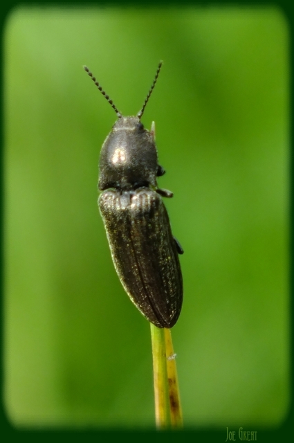 Elateridae - pattanóbogárfélék