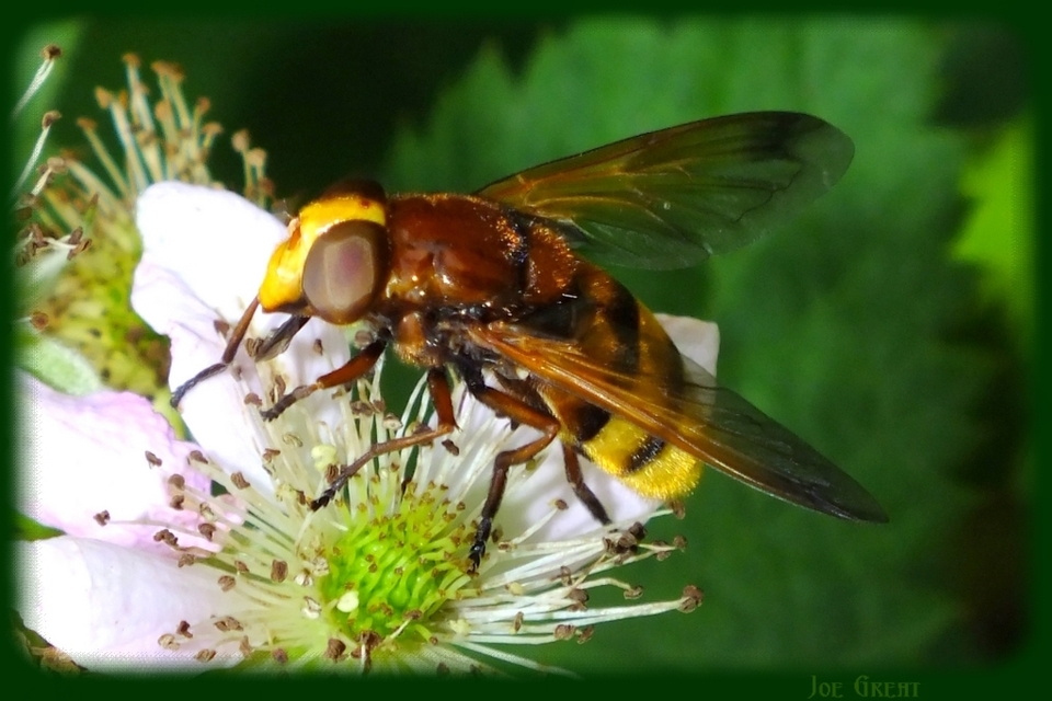 Volucella zonaria - kétöves pihelégy