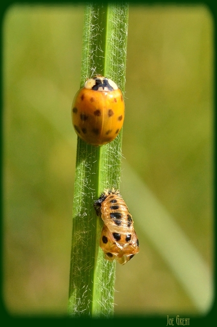 Harmonia axyridis - harlekinkatica