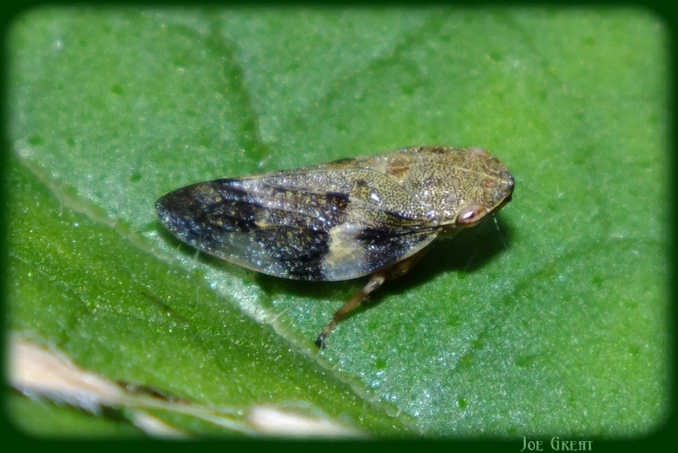 Aphrophora alni