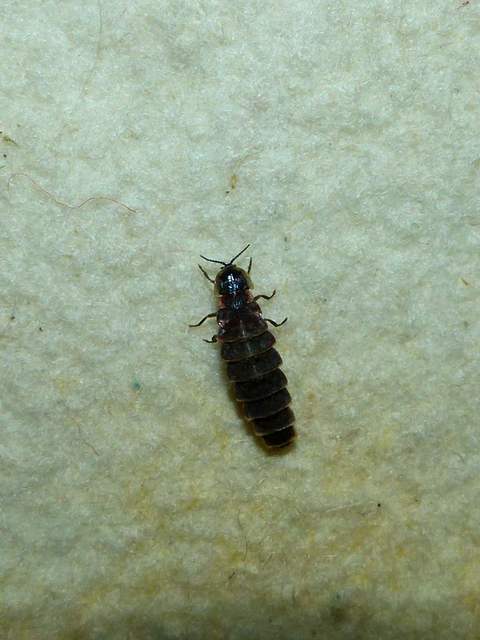 Lampyris noctiluca - nagy szentjánosbogár Lampyris noctiluca - nagy szentjánosbogár