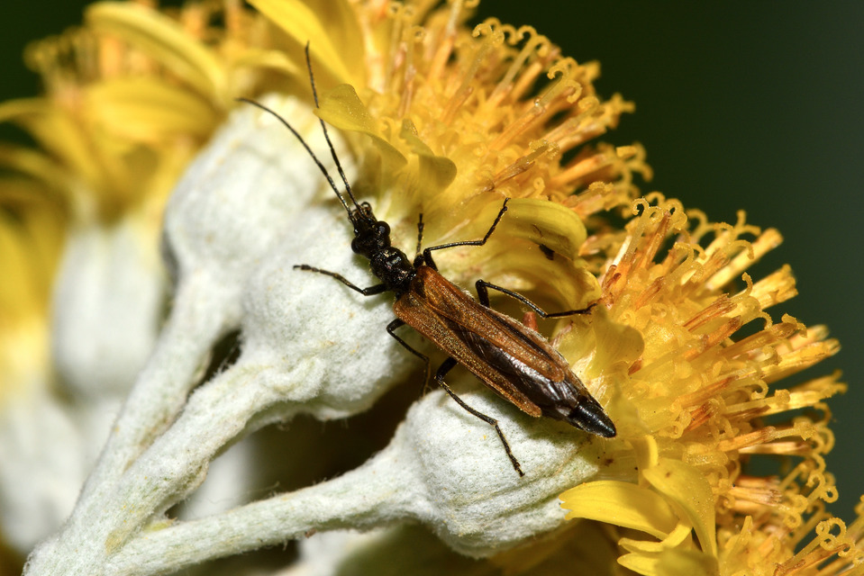 Oedemera femorata - sárgahátú álcincér