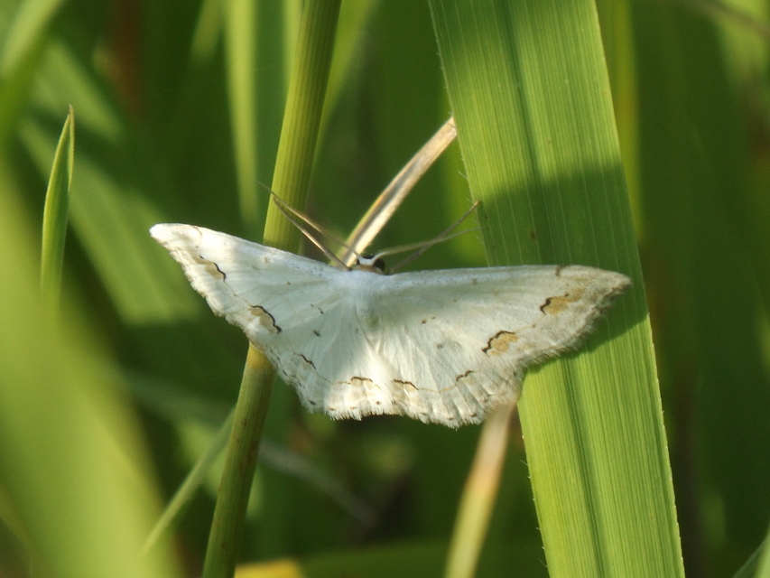 Scopula ornata - díszes fehéraraszoló