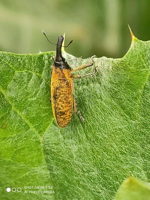 Lixus pulverulentus - mályvafúró dudvabarkó