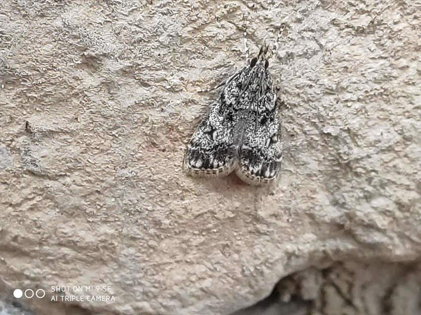 Eudonia