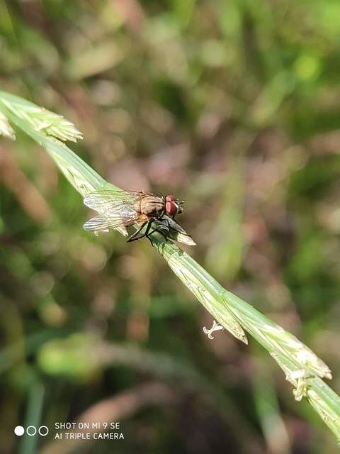 Anthomyiidae - viráglegyek