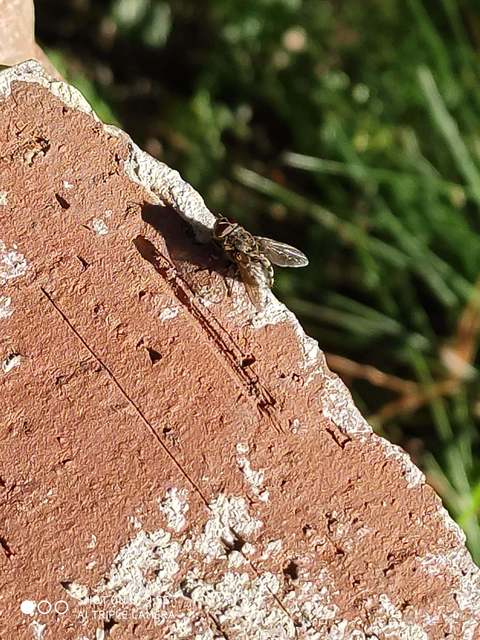 Pollenia