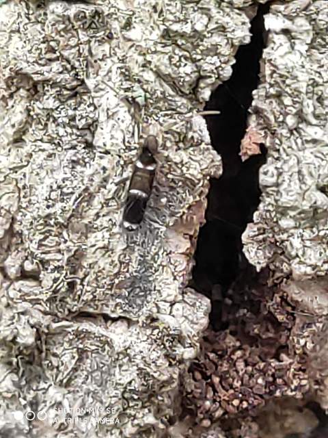 Entomobrya dorsalis