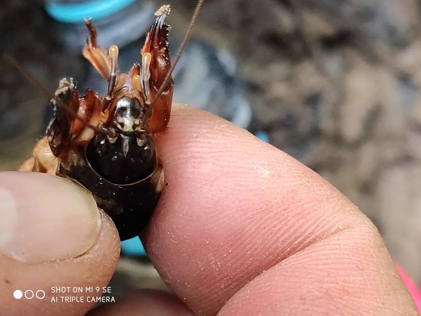 Gryllotalpa