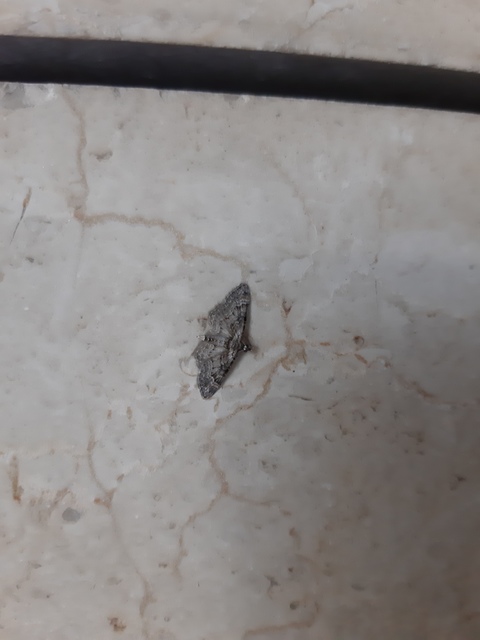 Gymnoscelis rufifasciata - vöröscsíkos törpearaszoló