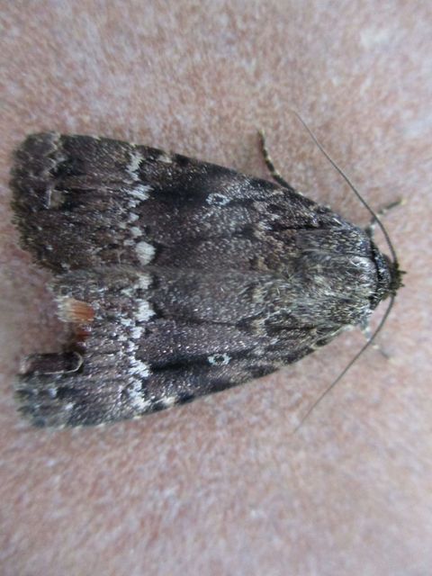 Amphipyra berbera/pyramidea