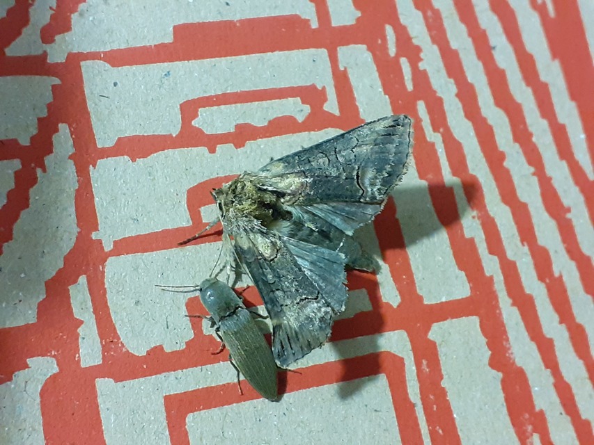 Abrostola triplasia - közönséges csalánbagoly