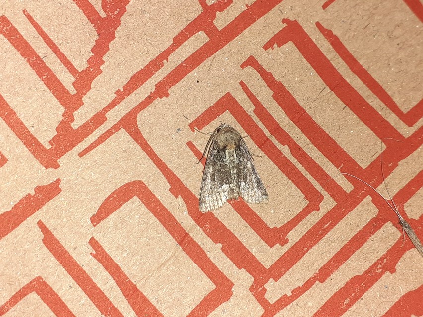 Oligia strigilis - kormos dudvabagoly