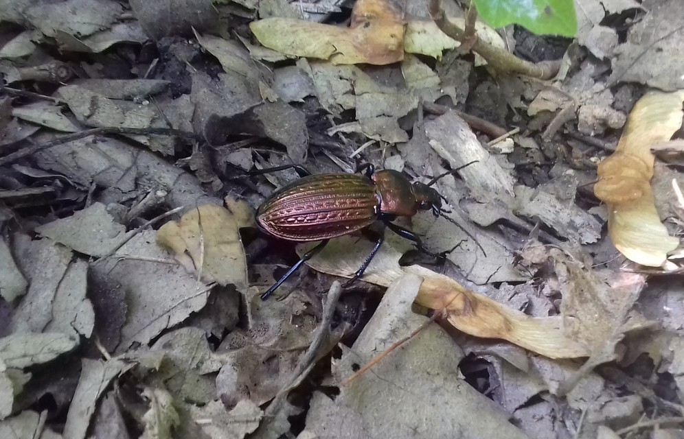 Carabus ulrichii - rezes futrinka Carabus ulrichii - rezes futrinka