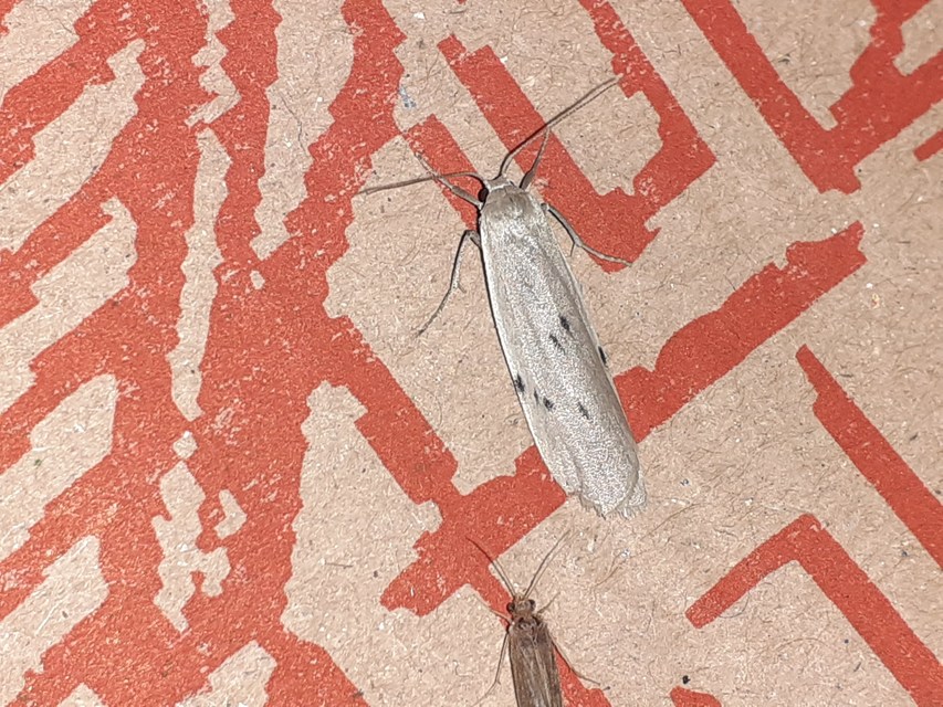Pelosia muscerda - hamvas zuzmószövő