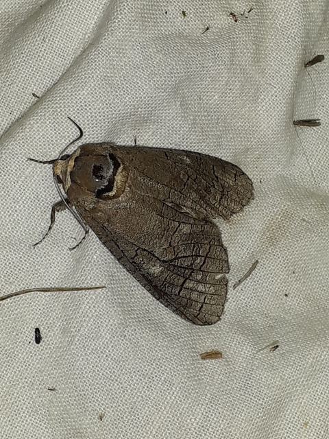 Cossus cossus - fűzfarontólepke