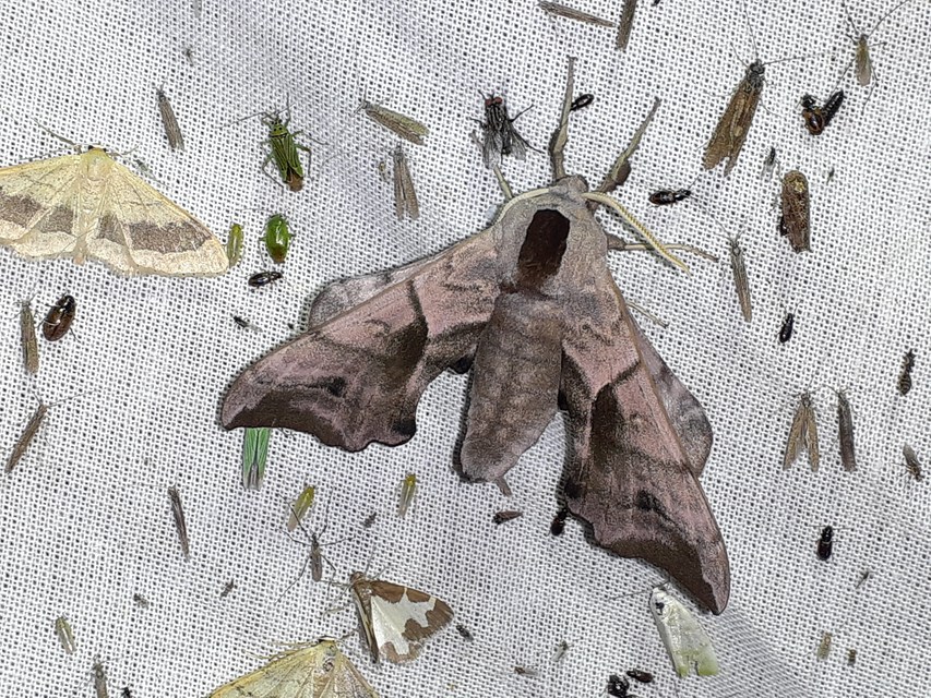 Smerinthus ocellatus - esti pávaszem
