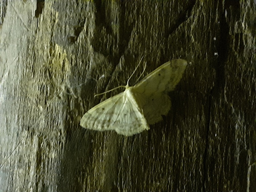 Idaea biselata - mocsári sávosaraszoló