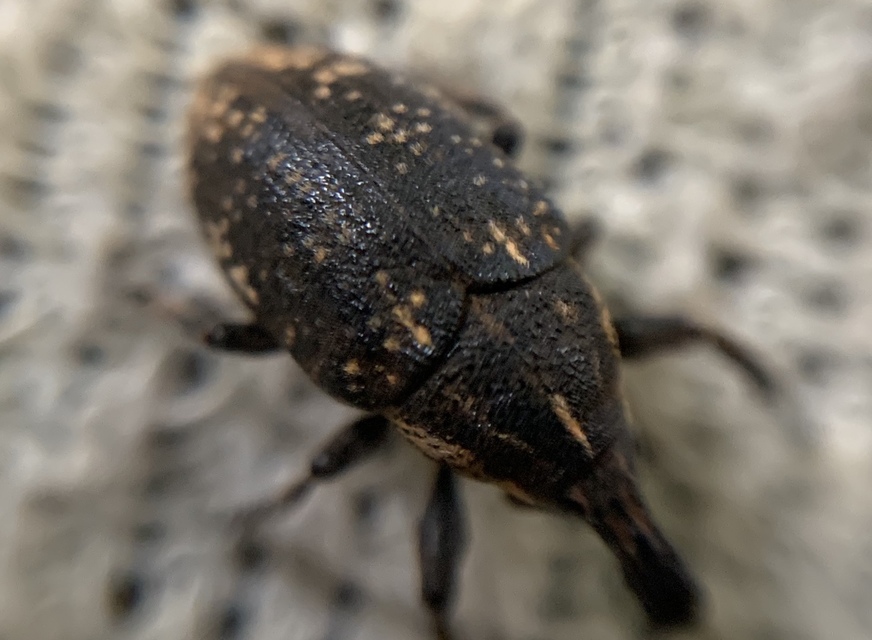 Larinus pollinis - bábakalács-púderbarkó