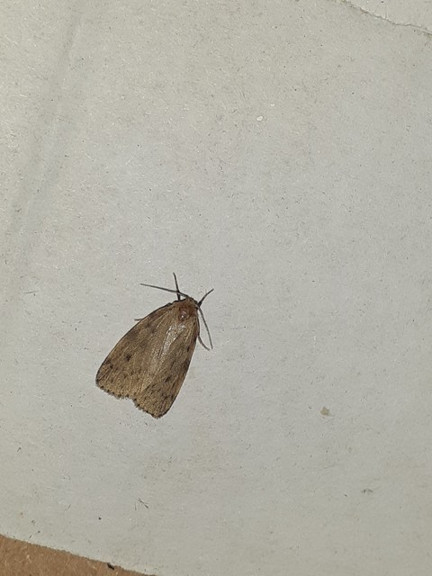 Thumata senex - mocsári medvelepke