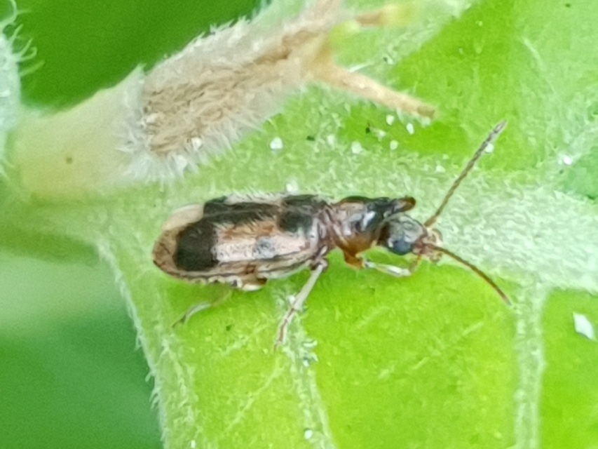 Notoxus monoceros - sárgahasú nyakszarvúbogár